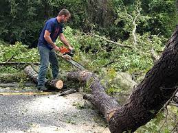 How Our Tree Care Process Works  in  Taylorsville, NC